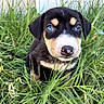 adorable, animal, black_fur, blue_eyes, curious, cute, dog, face, fence, grass, greenery, nature, outdoor, pet, portrait, puppy, sitting, small, tan_fur, young_dog