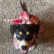 Gemini is registered to the contest to win money with this photo: black_fur, blue_eye, brown_eye, carpet, cute, dog, ears, happy, heterochromia, indoor, looking_up, pet, plaid_clothing, playful, puppy, small_dog, tail, tan_fur, tongue_out, white_fur