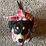 puppy, dog, heterochromia, blue_eye, brown_eye, plaid_clothing, pet, cute, carpet, indoor, small_dog, looking_up, happy, tongue_out, ears, tail, black_fur, tan_fur, white_fur, playful