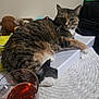 cat, tabby_cat, feline, animal, pet, indoor, furniture, table, placemat, binder, glass, drink, liquid, domestic, curious, relaxed, closeup, blurred_background, household, cozy