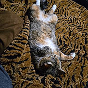 Winnie joined the competition — help win amazing prizes! cat, tabby, animal, pet, feline, sleeping, resting, blanket, tiger_stripe, soft, fur, cozy, indoor, relaxation, cute, paw, whiskers, comfort, bed, domestic