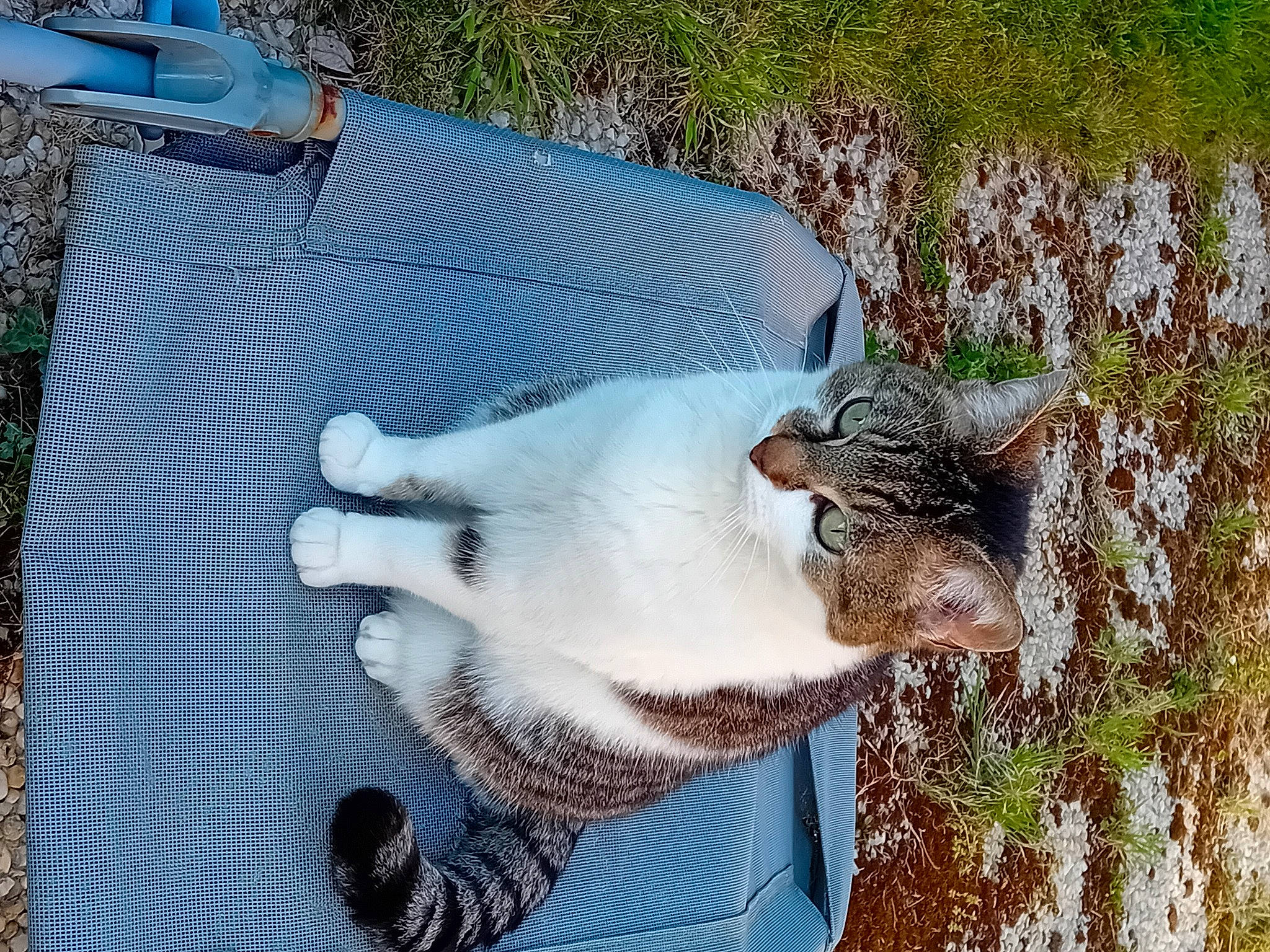 Compote a rejoint le concours — aidez-le/la à gagner de superbes lots ! canidae, carnivore, cat, claw, domestic_short_haired_cat, fawn, felidae, fur, grass, paw, plant, small_to_medium_sized_cats, snout, sporting_group, tail, tree, whiskers, wood