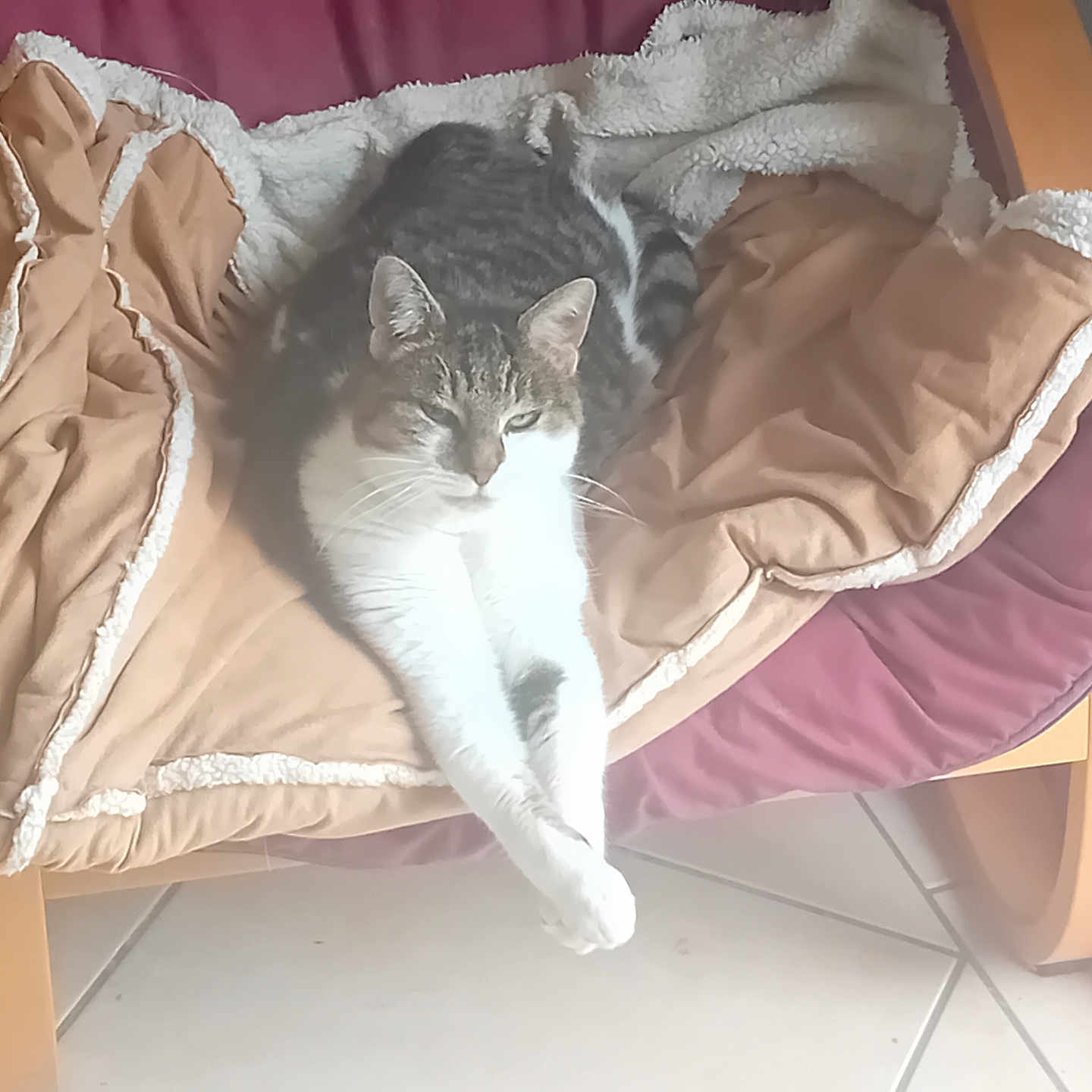 Compote participe au concours pour gagner de l'argent avec cette photo : abyssinian, animal, armchair, bed, blanket, canine, cat, chair, couch, cushion, dog, dogbed, furniture, homedecor, indoors, kitten, manx, person, pet, sleeping