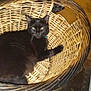 animal, basket, black_cat, cabinet, cat, collar, companion, cozy, cute, domestic_animal, feline, floor, furniture, home, household, indoor, pet, resting, sleeping_spot, woven_basket