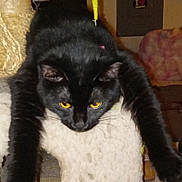 Lily Belles is registered to the contest to win money with this photo: animal, black_cat, carpet, cat, cat_tree, clutter, doll, feline, fur, furniture, household_items, indoor, panel, pet, poster, relaxed, sticker, stretching, toy, yellow_eyes