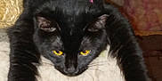 Lily Belles is registered to the contest to win money with this photo: animal, black_cat, carpet, cat, cat_tree, clutter, doll, feline, fur, furniture, household_items, indoor, panel, pet, poster, relaxed, sticker, stretching, toy, yellow_eyes