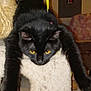 animal, black_cat, carpet, cat, cat_tree, clutter, doll, feline, fur, furniture, household_items, indoor, panel, pet, poster, relaxed, sticker, stretching, toy, yellow_eyes