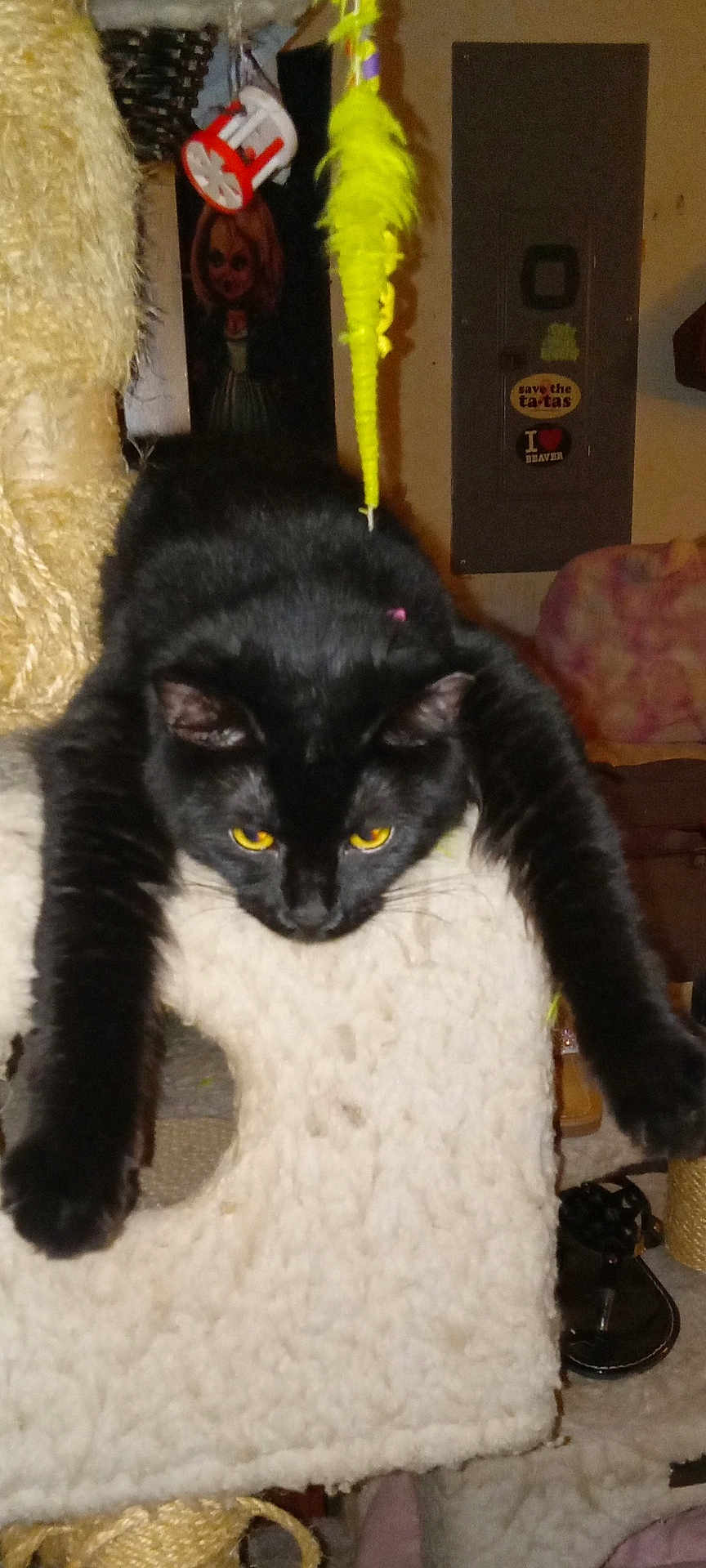 Lily Belles is registered to the contest to win money with this photo: animal, black_cat, carpet, cat, cat_tree, clutter, doll, feline, fur, furniture, household_items, indoor, panel, pet, poster, relaxed, sticker, stretching, toy, yellow_eyes