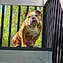 Titan joined the competition — help win amazing prizes! bulldog, dog, pet, animal, outdoor, sunlight, porch, step, fence, railing, brown, white, face, ears, paw, sitting, nature, greenery, daytime, closeup