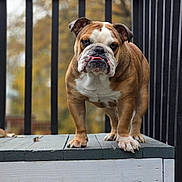 Titan joined the competition — help win amazing prizes! bulldog, dog, pet, animal, outdoor, wood, platform, railing, fence, brown, white, tongue, face, standing, portrait, closeup, expression, autumn, nature, daylight