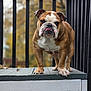 bulldog, dog, pet, animal, outdoor, wood, platform, railing, fence, brown, white, tongue, face, standing, portrait, closeup, expression, autumn, nature, daylight