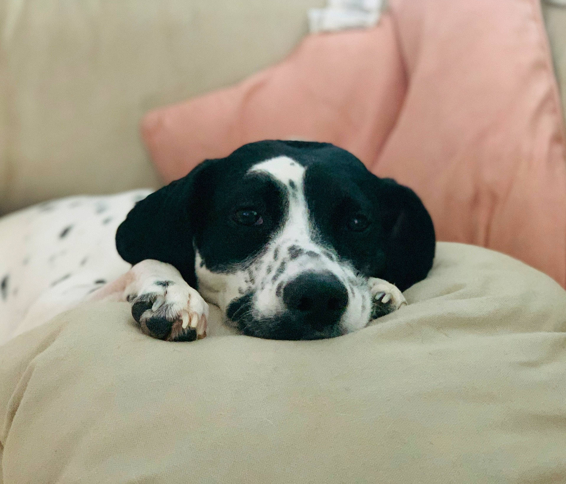 Cecil joined the competition — help win amazing prizes! bored, carnivore, comfort, companion_dog, dog, dog_breed, paw, snout, sporting_group, terrestrial_animal, whiskers, working_animal