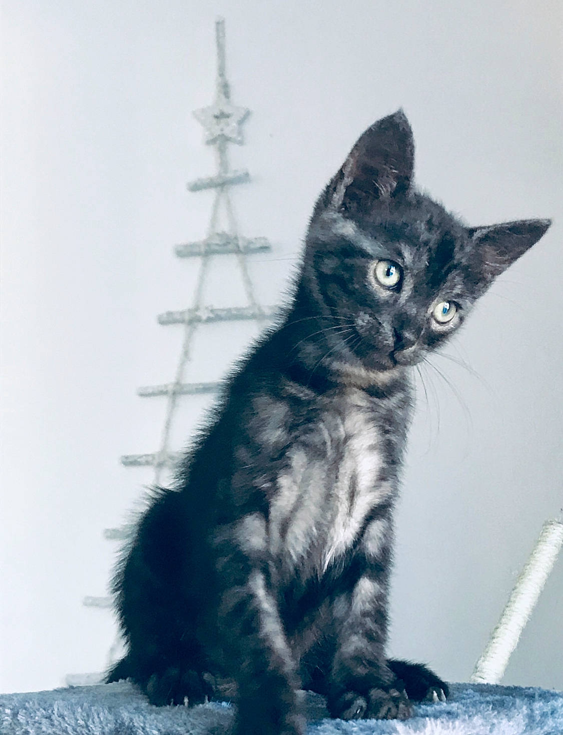 Popy a rejoint le concours — aidez-le/la à gagner de superbes lots ! black_cat, carnivore, cat, claw, domestic_short_haired_cat, electric_blue, felidae, fur, grey, monochrome_photography, paw, sitting, small_to_medium_sized_cats, snout, tail, whiskers