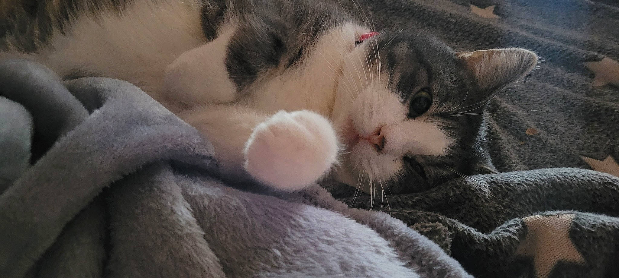 Neko a rejoint le concours — aidez-le/la à gagner de superbes lots ! carnivore, cat, cat_bed, claw, close_up, comfort, domestic_short_haired_cat, felidae, fur, grey, mammal, nap, paw, sleep, small_to_medium_sized_cats, snout, tail, textile, vertebrate, whiskers