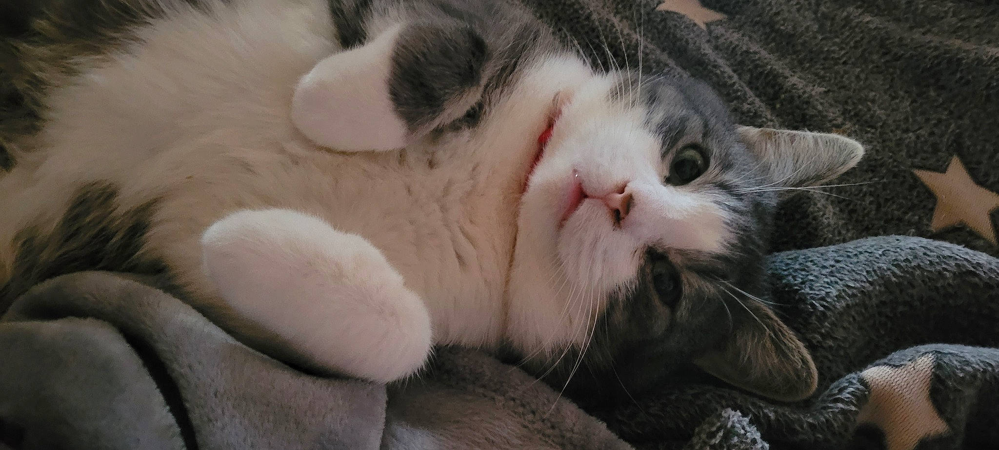 Neko a rejoint le concours — aidez-le/la à gagner de superbes lots ! carnivore, cat, claw, close_up, comfort, domestic_short_haired_cat, fawn, felidae, foot, fur, nap, nose, paw, sleep, small_to_medium_sized_cats, snout, tail, terrestrial_animal, whiskers