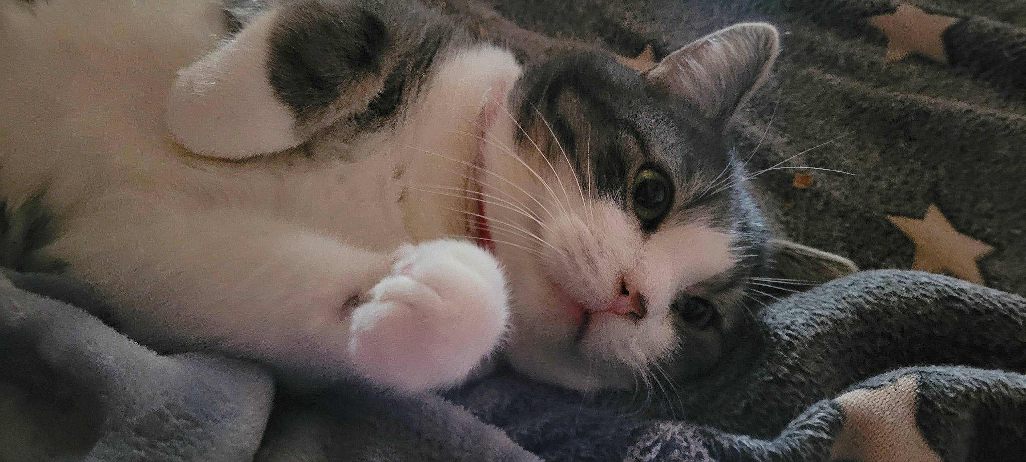 Neko participe au concours pour gagner de l'argent avec cette photo : carnivore, cat, claw, close_up, comfort, domestic_short_haired_cat, felidae, foot, fur, nap, paw, sleep, small_to_medium_sized_cats, snout, tail, tree, whiskers