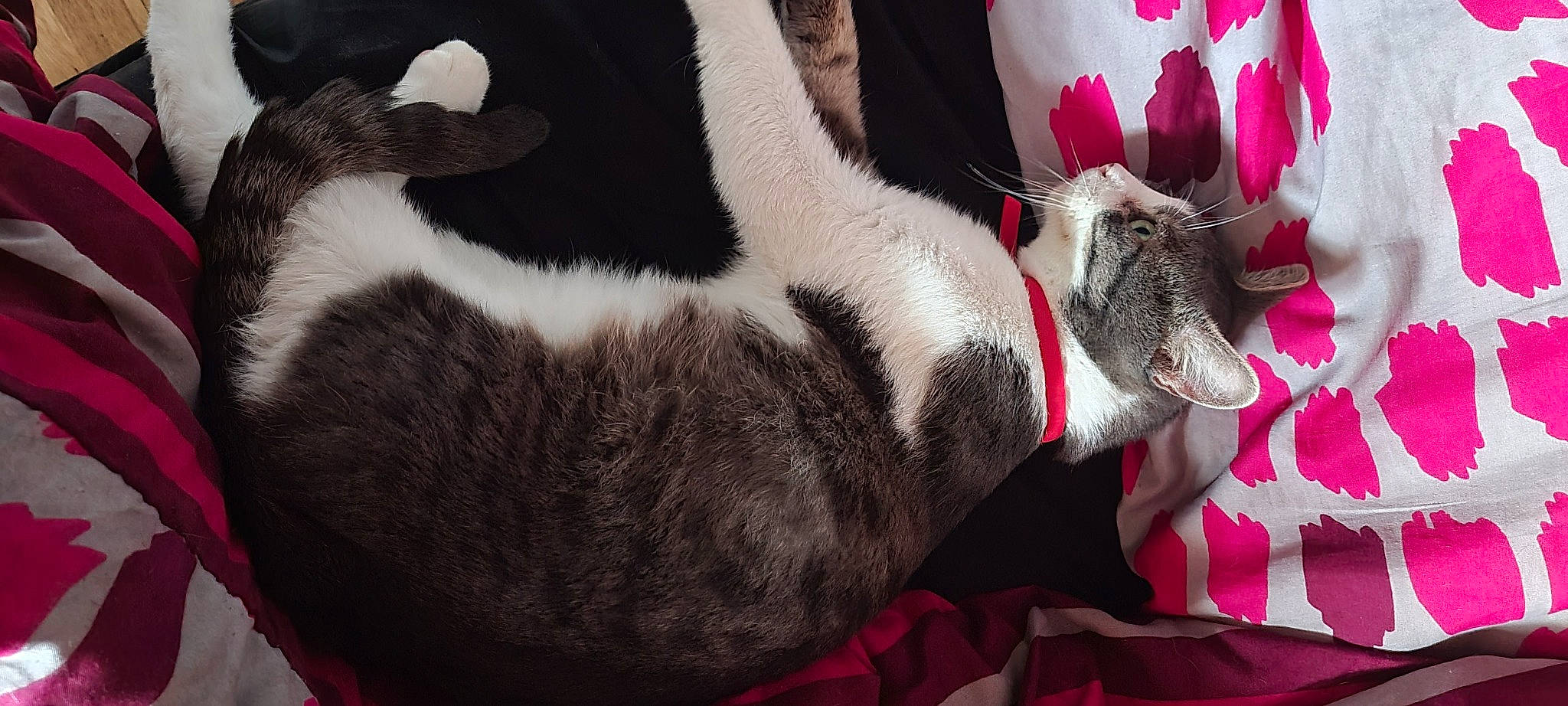 Neko a rejoint le concours — aidez-le/la à gagner de superbes lots ! carmine, carnivore, cat, claw, comfort, felidae, foot, fur, grass, human_leg, pattern, paw, petal, plant, small_to_medium_sized_cats, snout, tail, terrestrial_animal, whiskers, window