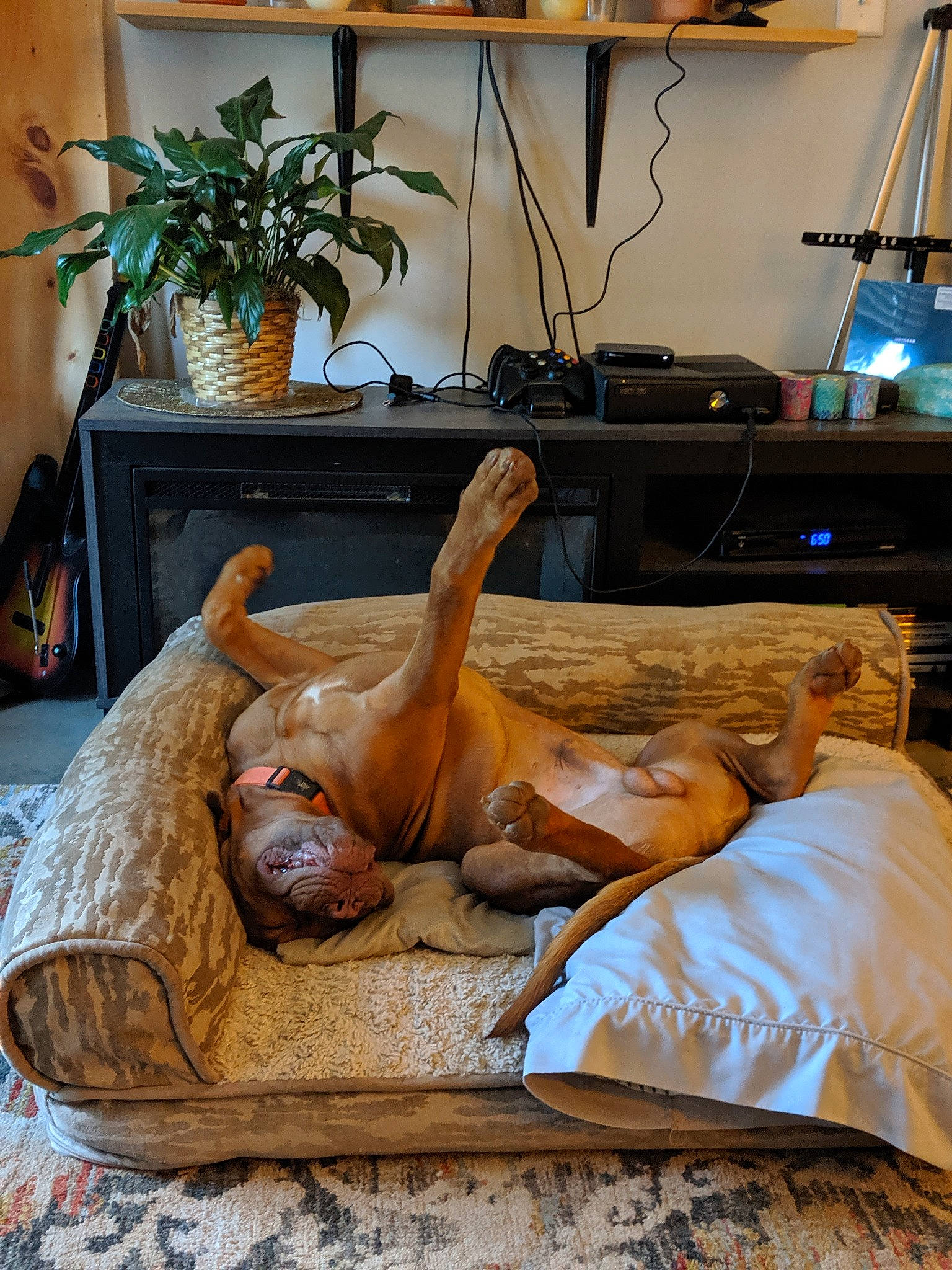 Pablo joined the competition — help win amazing prizes! flesh, furniture, leg, leisure, nap, room