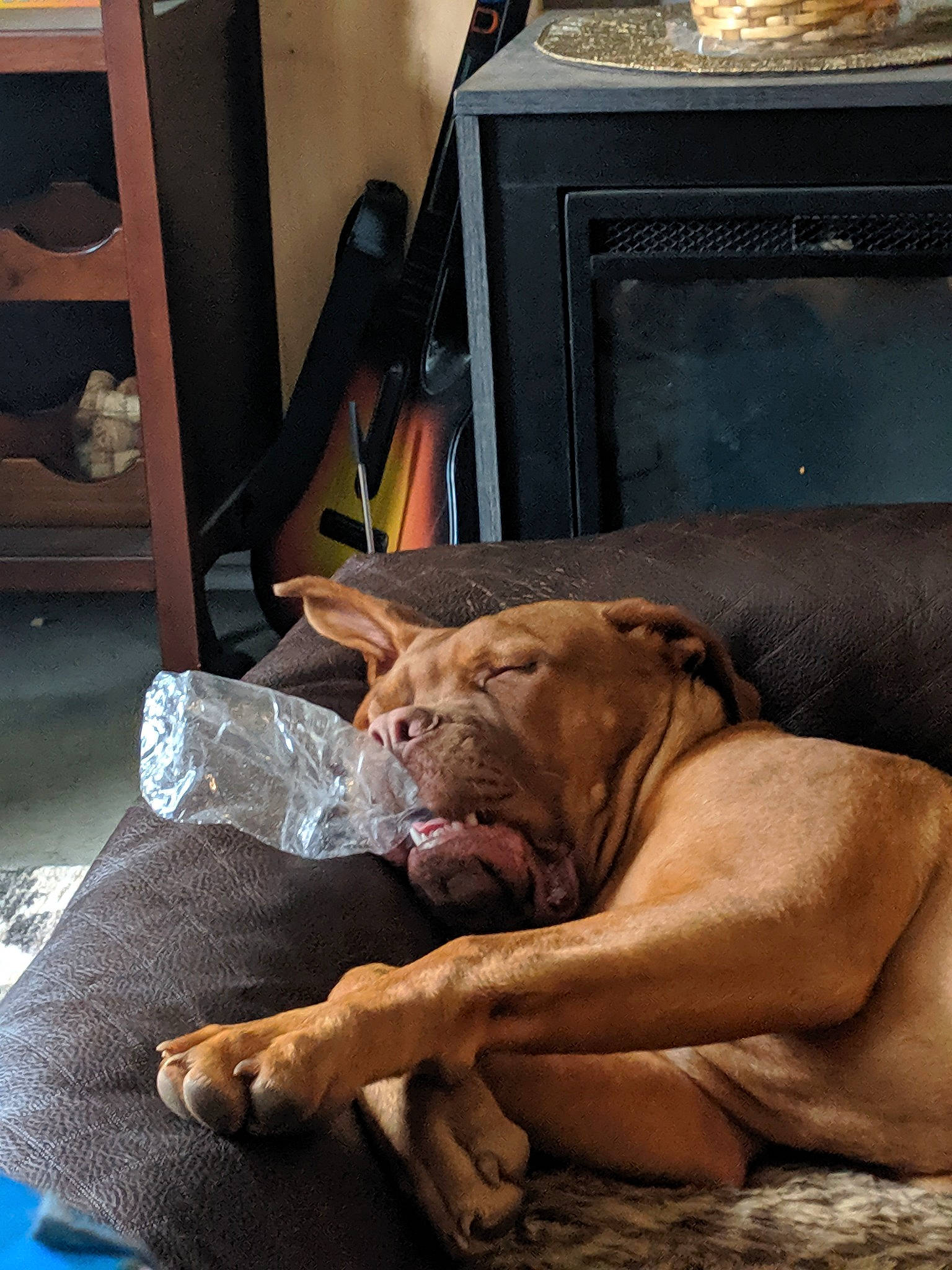 Pablo is registered to the contest to win money with this photo: bullmastiff, canidae, carnivore, dog, dog_breed, dogue_de_bordeaux, fawn, guard_dog, mammal, nap, non_sporting_group, snout, sporting_group, tosa, vertebrate, vizsla