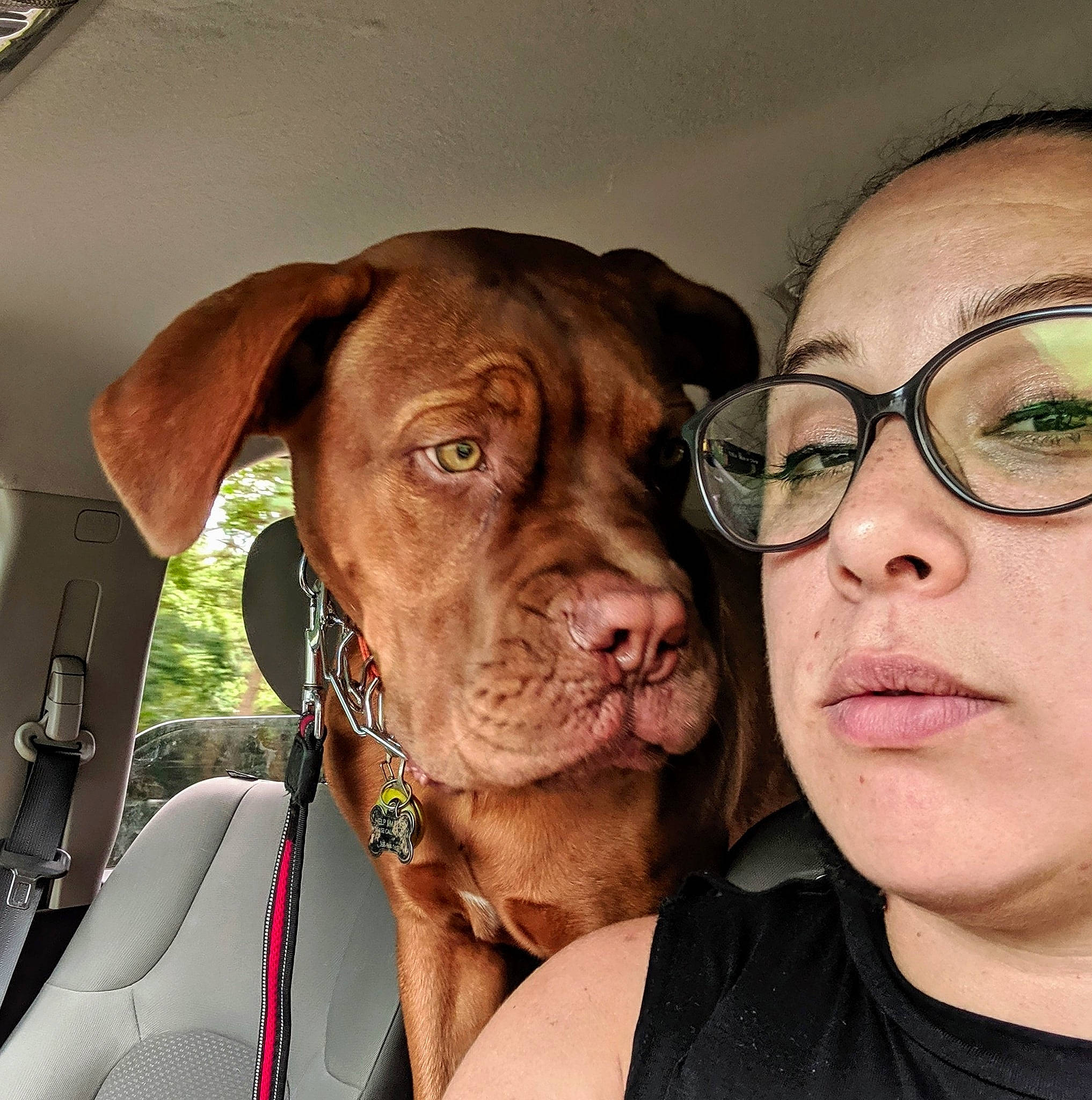 Pablo joined the competition — help win amazing prizes! bandog, canidae, carnivore, companion_dog, dog, dog_breed, dogue_de_bordeaux, ear, fawn, guard_dog, mammal, molosser, non_sporting_group, photography, selfie, snout, sporting_group, vertebrate, working_dog, wrinkle