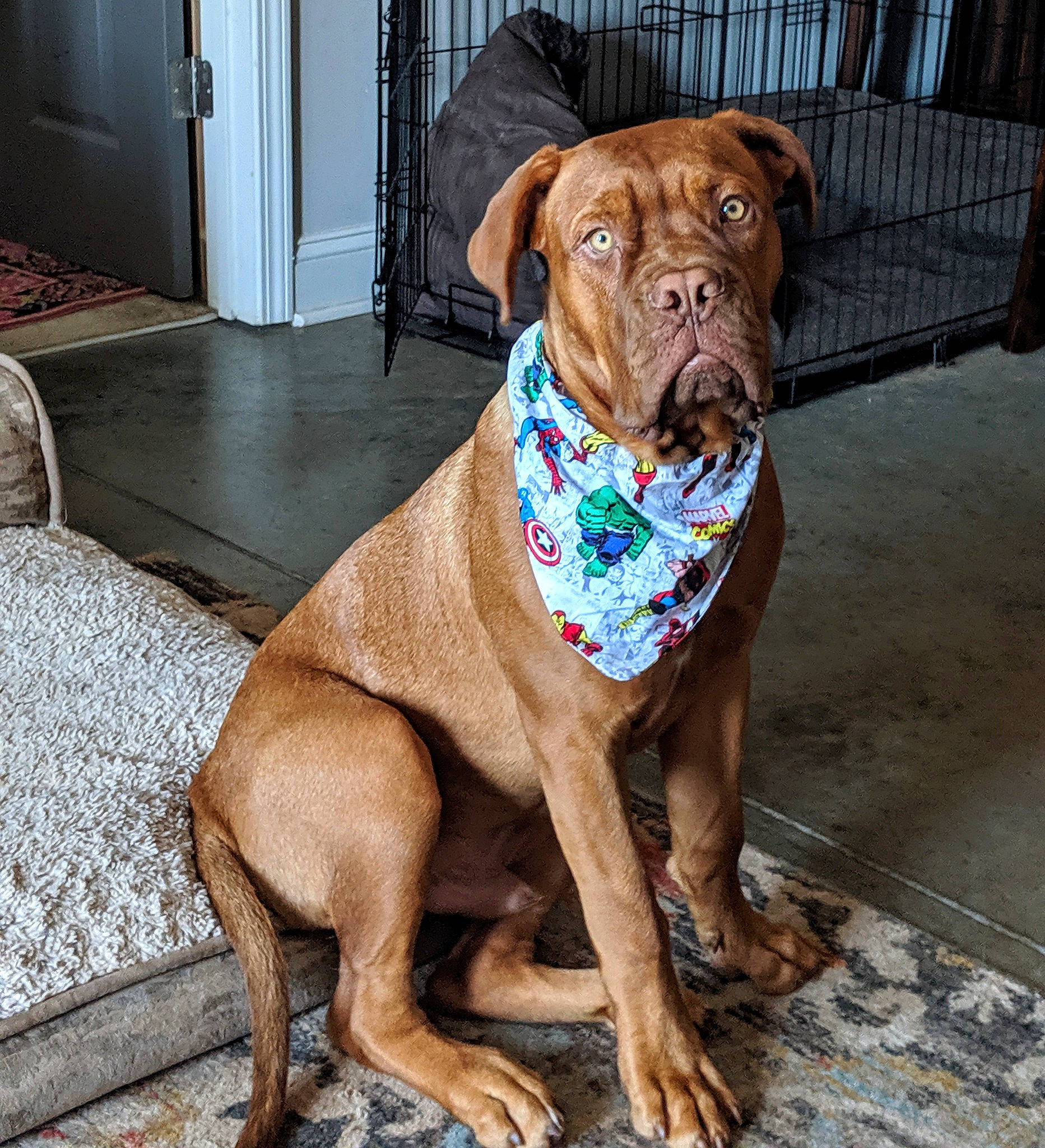 Pablo joined the competition — help win amazing prizes! bullmastiff, canidae, carnivore, companion_dog, dog, dog_breed, dog_collar, dogue_de_bordeaux, fawn, guard_dog, korean_mastiff, mammal, molosser, non_sporting_group, rare_breed_dog, snout, sporting_group, tosa, vertebrate, working_dog