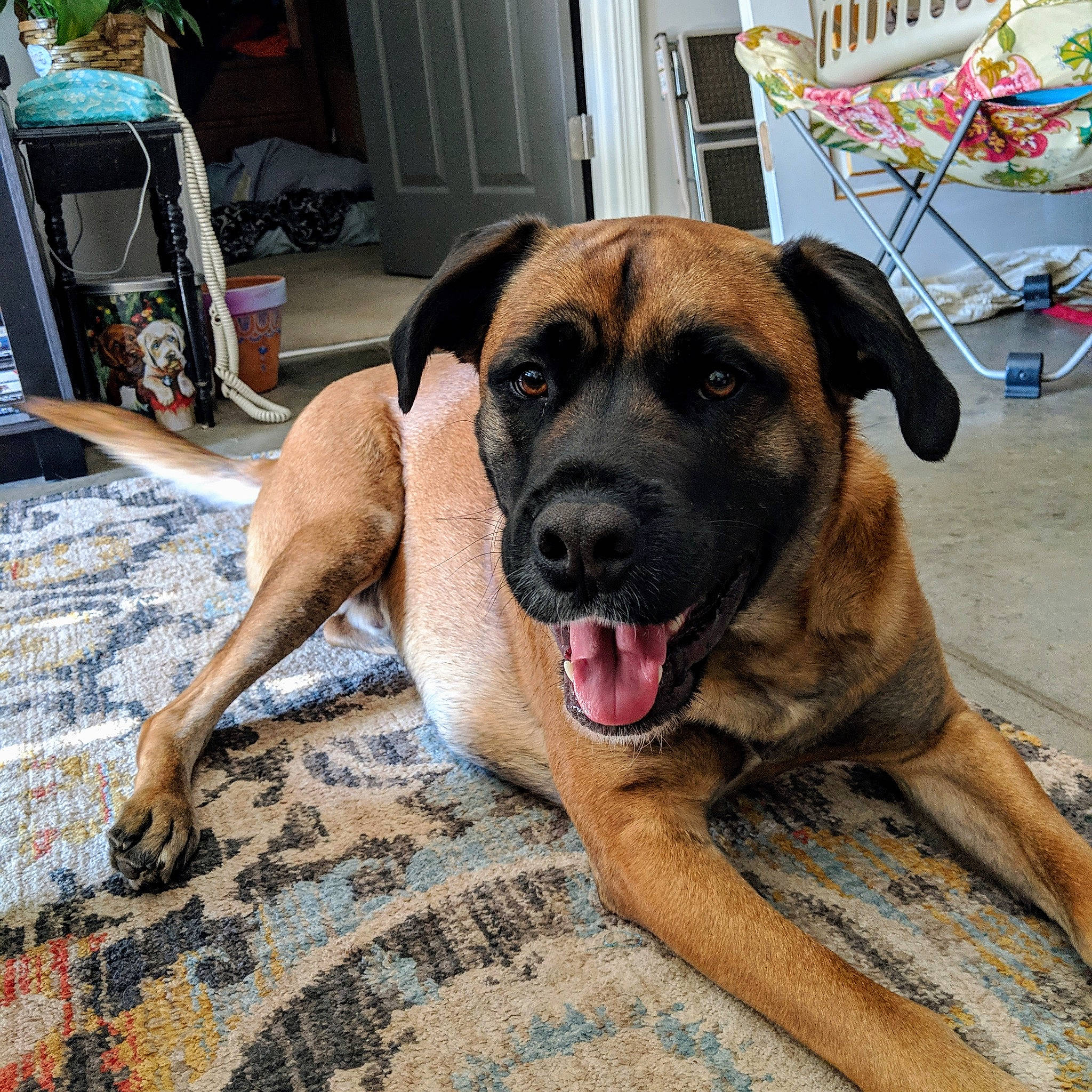 Reuben joined the competition — help win amazing prizes! black_mouth_cur, bullmastiff, canidae, carnivore, dog, dog_breed, english_mastiff, fawn, guard_dog, mammal, snout, sporting_group, vertebrate