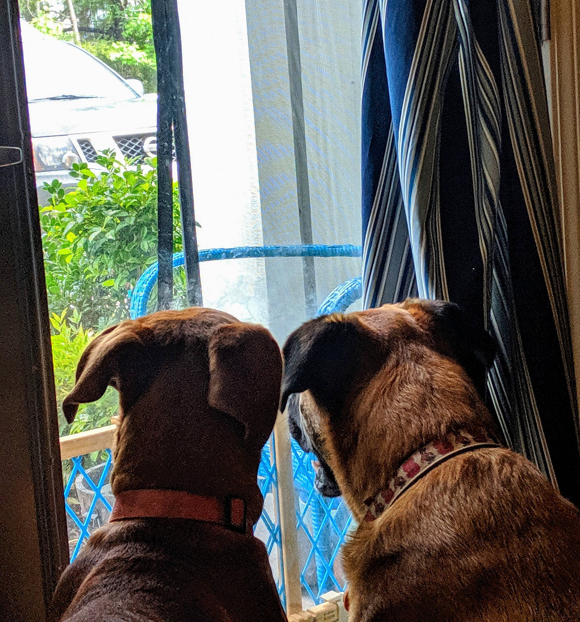 Reuben joined the competition — help win amazing prizes! boxer, bullmastiff, canidae, carnivore, companion_dog, dog, dog_breed, english_mastiff, fawn, guard_dog, snout, sporting_group, window