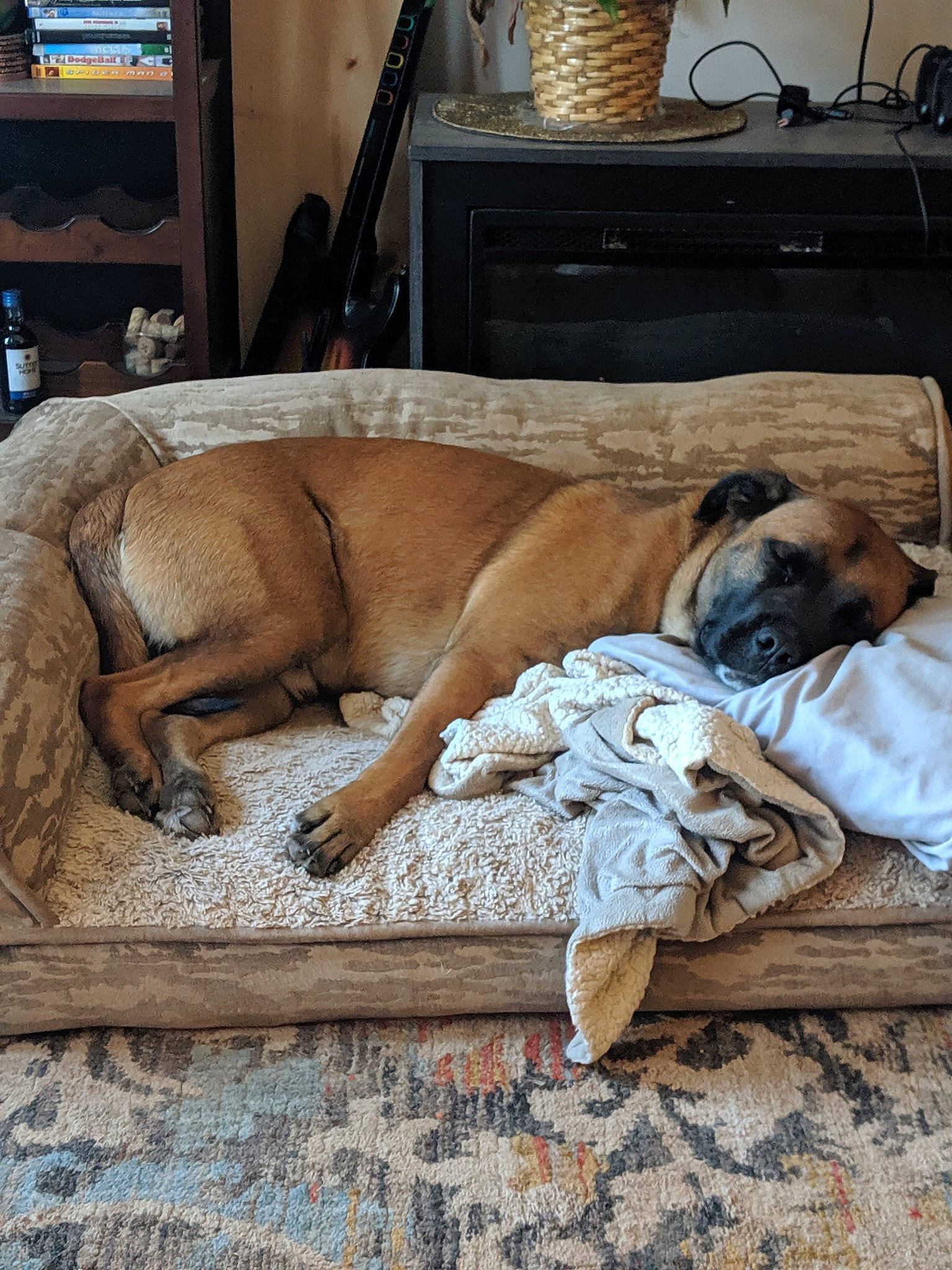 Reuben is registered to the contest to win money with this photo: black_mouth_cur, boerboel, boxer, bullmastiff, canidae, carnivore, dog, dog_breed, english_mastiff, fawn, mammal, nap, perro_de_presa_mallorquin, snout, tosa, vertebrate
