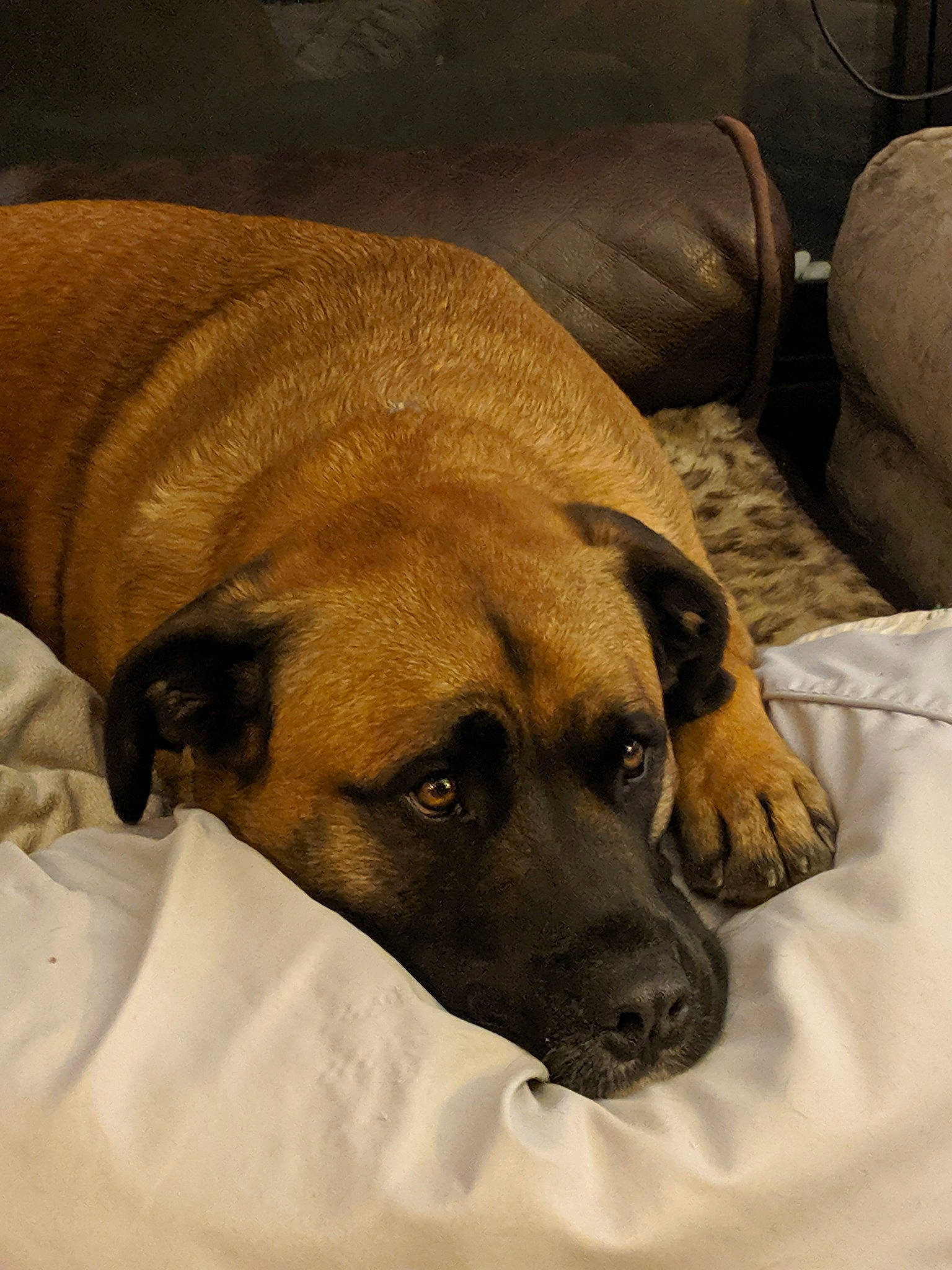 Reuben is registered to the contest to win money with this photo: black_mouth_cur, canidae, carnivore, dog, dog_breed, fawn, mammal, snout, vertebrate