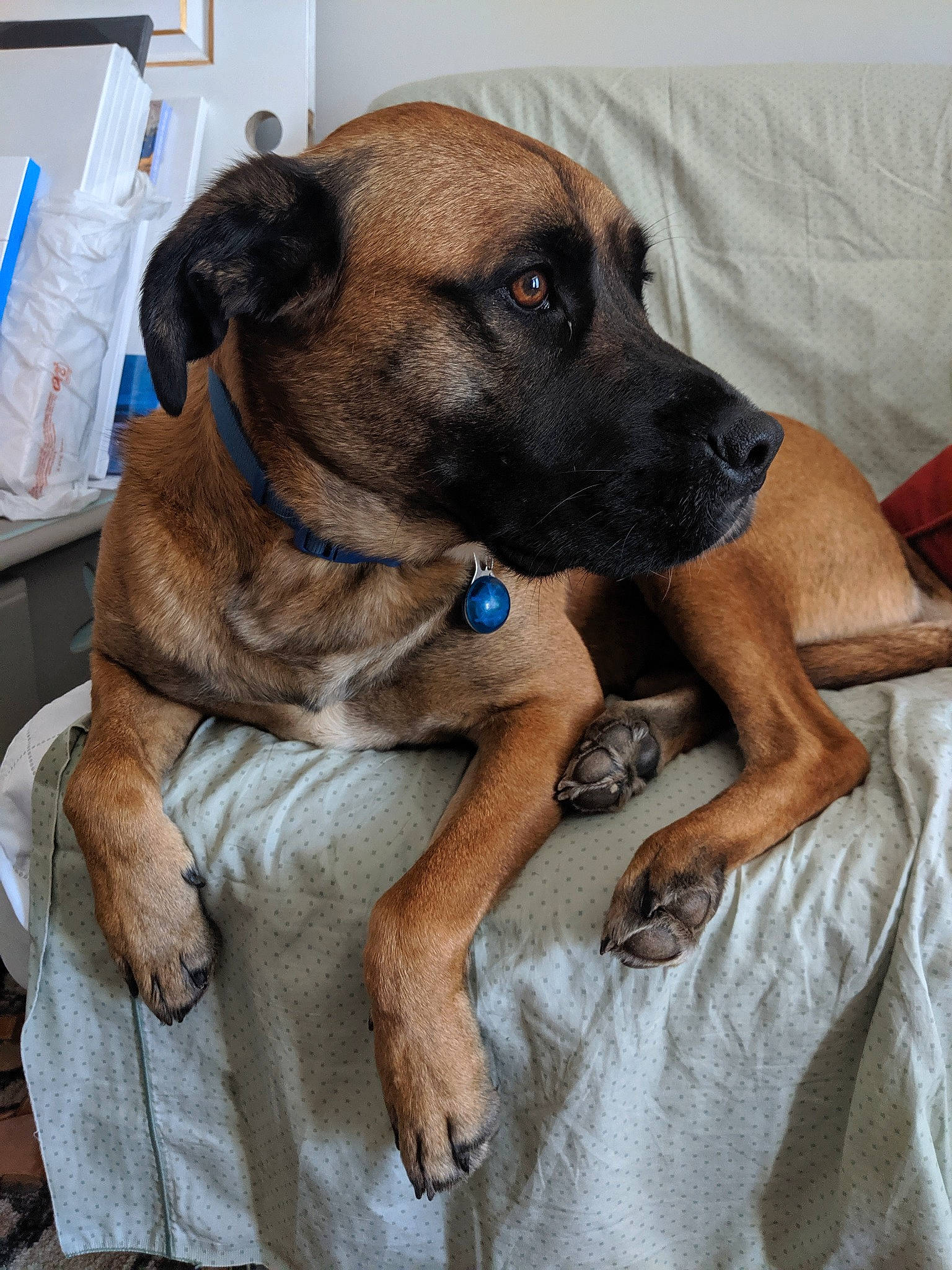 Reuben is registered to the contest to win money with this photo: black_mouth_cur, bullmastiff, canidae, carnivore, dog, dog_breed, english_mastiff, fawn, mammal, rare_breed_dog, snout, vertebrate
