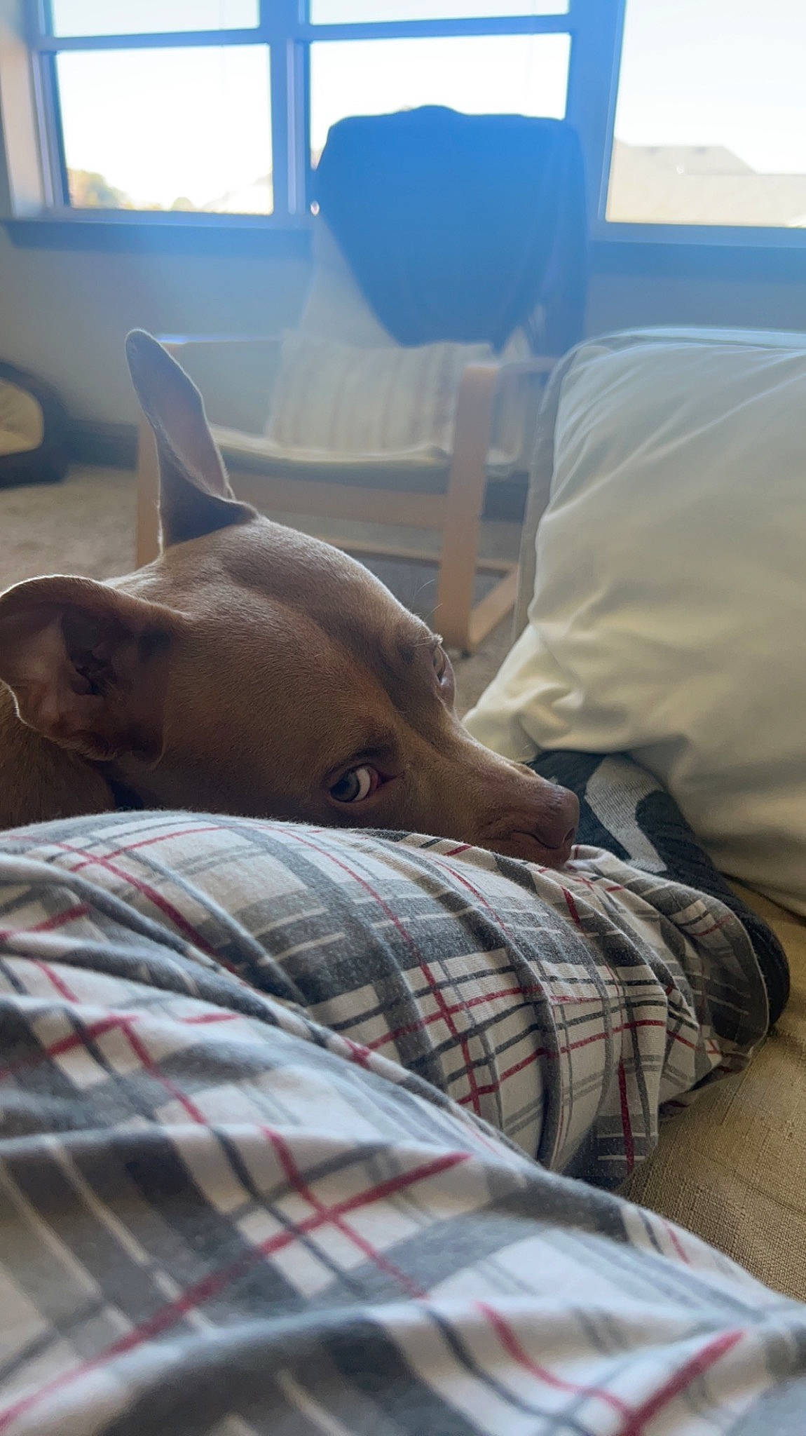 Sage is registered to the contest to win money with this photo: bedding, carnivore, chair, comfort, companion_dog, dog, dog_breed, ear, fawn, hardwood, human_leg, linens, pattern, plaid, room, tartan, whiskers, window, wood, working_animal