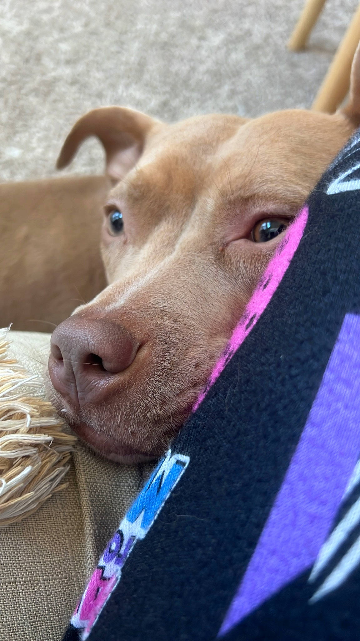 Sage joined the competition — help win amazing prizes! canidae, carnivore, collar, companion_dog, dog, dog_breed, ear, electric_blue, fawn, fur, liver, livestock, magenta, pet_supply, snout, sporting_group, terrestrial_animal, whiskers, working_animal, wrinkle