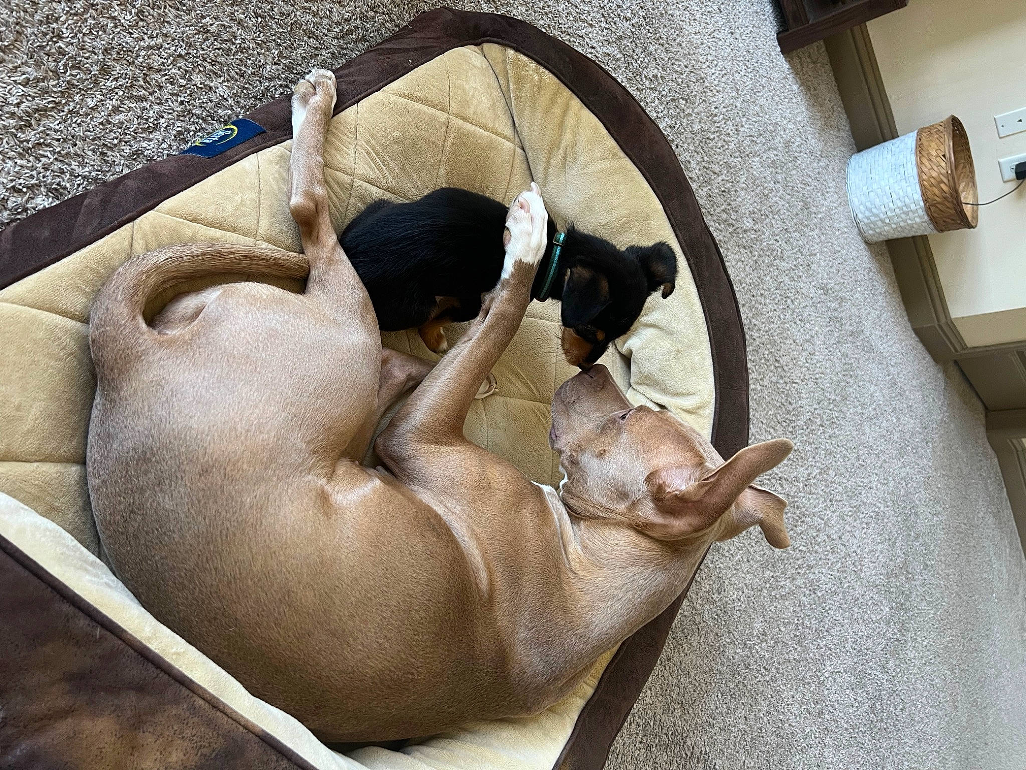 Felix is registered to the contest to win money with this photo: art, canidae, carnivore, chest, comfort, companion_dog, dog, dog_breed, fawn, felidae, foot, human_leg, nap, non_sporting_group, snout, sporting_group, tail, terrestrial_animal, wood, working_animal