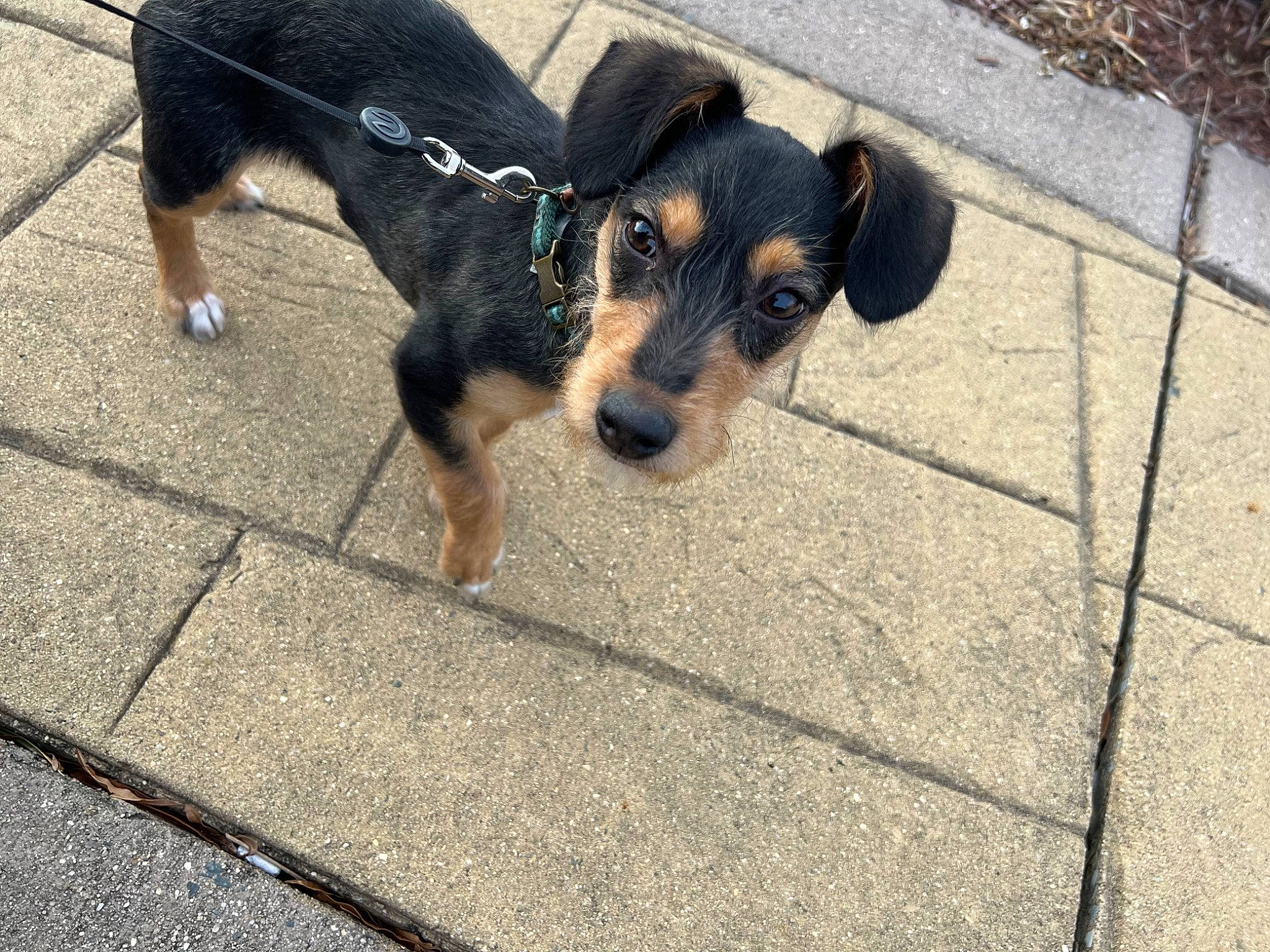 Felix joined the competition — help win amazing prizes! asphalt, carnivore, companion_dog, concrete, dog, dog_breed, fawn, flooring, fur, paw, pet_supply, road_surface, shadow, sidewalk, snout, street_dog, terrestrial_animal, toy_dog, working_animal, working_dog