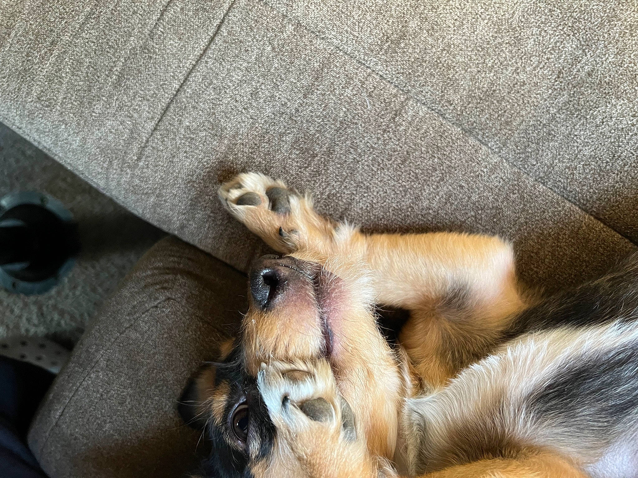 Felix is registered to the contest to win money with this photo: big_cats, canidae, carnivore, claw, companion_dog, dog_breed, fawn, fur, human_leg, paw, snout, sporting_group, street_dog, tail, terrestrial_animal, whiskers, wildlife