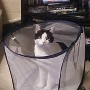 Max is registered to the contest to win money with this photo: cat, black_and_white_cat, laundry_basket, mesh_basket, indoor, floor, shelf, dvds, video_games, curious, pet, animal, feline, looking_at_camera, puzzle_expression, home, carpet, container, sitting, domestic