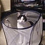 cat, black_and_white_cat, laundry_basket, mesh_basket, indoor, floor, shelf, dvds, video_games, curious, pet, animal, feline, looking_at_camera, puzzle_expression, home, carpet, container, sitting, domestic