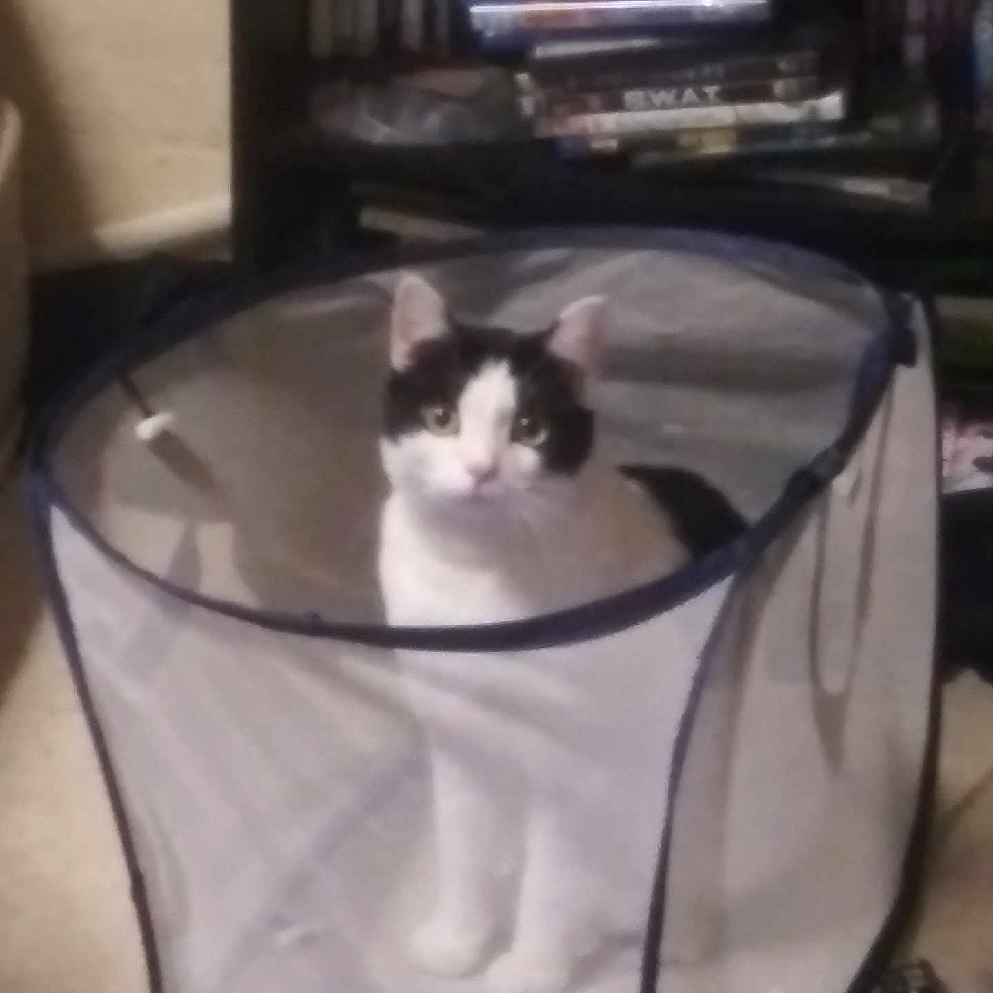 Max is registered to the contest to win money with this photo: animal, black_and_white_cat, carpet, cat, container, curious, domestic, dvds, feline, floor, home, indoor, laundry_basket, looking_at_camera, mesh_basket, pet, puzzle_expression, shelf, sitting, video_games