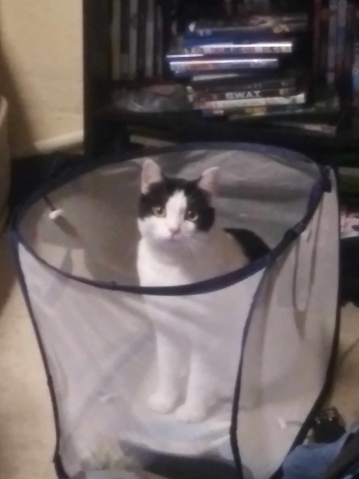 Max is registered to the contest to win money with this photo: cat, black_and_white_cat, laundry_basket, mesh_basket, indoor, floor, shelf, dvds, video_games, curious, pet, animal, feline, looking_at_camera, puzzle_expression, home, carpet, container, sitting, domestic