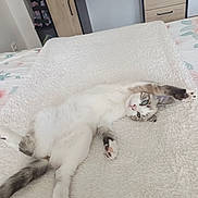 Nala a rejoint le concours — aidez-le/la à gagner de superbes lots ! cat, white, stretching, fluffy_blanket, bedroom, furniture, drawer, desk, relaxed, pet, animal, paw, fur, indoor, resting, cute, cozy, sleepy, home, tabby