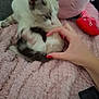 Nala participe au concours pour gagner de l'argent avec cette photo : kitten, cat, hand, paw, blanket, pink, plush, toy, furry, playing, nail_polish, human_hand, cute, pet, animal, indoor, soft, fuzzy, resting, cozy