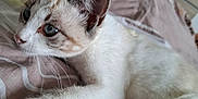 Nala participe au concours pour gagner de l'argent avec cette photo : kitten, cat, pet, animal, feline, close_up, indoor, bed, blanket, striped, white, brown, paw, ears, whiskers, resting, cute, young, fur, blue_eyes