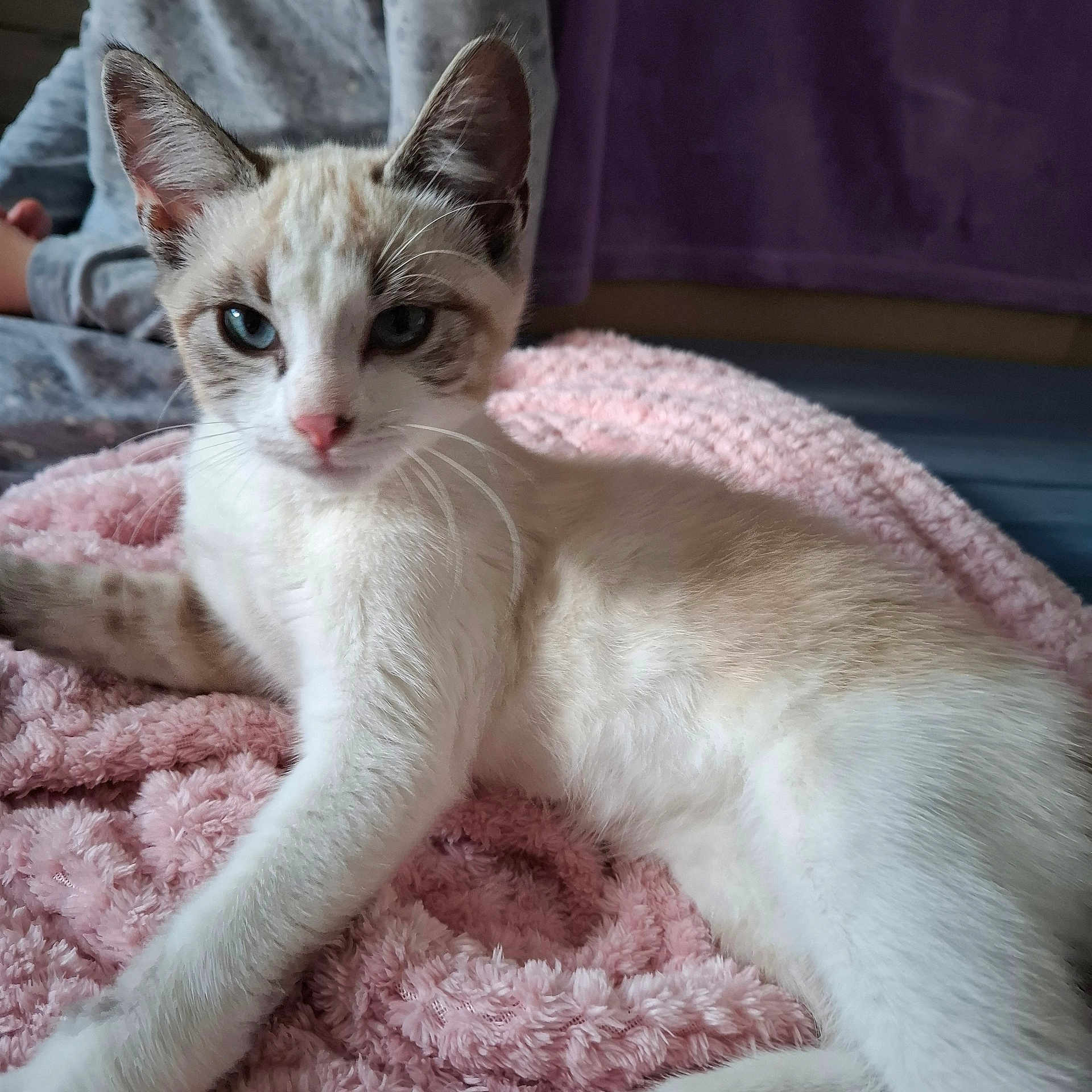 Nala