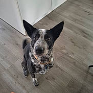 Rocky participe au concours pour gagner de l'argent avec cette photo : dog, indoor, floor, wooden_floor, pet, collar, ears, black_and_white, speckled_fur, looking_up, animal, canine, domestic_animal, tag, alert, standing, fur, mammal, companion, curious