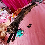 Billy participe au concours pour gagner de l'argent avec cette photo : bed, blanket, cat, cozy, curtain, domestic_cat, furniture, indoor, pet, pink_bedspread, pink_curtain, plush_toy, relaxed, resting, room, sleeping_cat, striped_cat, stuffed_toy, tabby_cat, toy