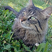 Billy a rejoint le concours — aidez-le/la à gagner de superbes lots ! animal, cat, closeup, clover, dandelion, daylight, ears, feline, flora, fur, garden, grass, green_eyes, nature, outdoor, pet, plant, relaxed, tabby_cat, whiskers