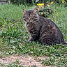 Billy participe au concours pour gagner de l'argent avec cette photo : animal, cat, cute, eyes, flowers, fur, garden, grass, greenery, looking, mammal, nature, outdoor, peaceful, pet, sitting, tabby, whiskers, wild_plants, yellow_flowers
