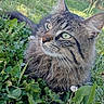 Billy a rejoint le concours — aidez-le/la à gagner de superbes lots ! animal, cat, close_up, clover, daylight, ears, eyes, feline, fur, grass, greenery, meadow, nature, outdoor, pet, relaxed, sunlight, tabby_cat, whiskers, wildflowers
