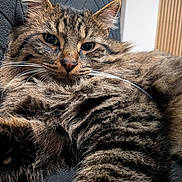 Billy a rejoint le concours — aidez-le/la à gagner de superbes lots ! animal, black, brown, cat, close_up, curious, ears, face, fluffy, fur, indoor, nose, paw, pet, relaxed, soft, striped, tabby, texture, whiskers