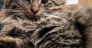 Billy a rejoint le concours — aidez-le/la à gagner de superbes lots ! animal, black, brown, cat, close_up, curious, ears, face, fluffy, fur, indoor, nose, paw, pet, relaxed, soft, striped, tabby, texture, whiskers